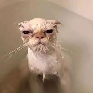 Meet your Posher, Addison